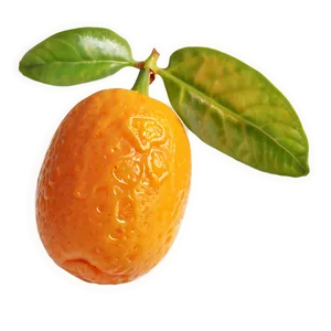 Sunlit Kumquat PNG 48
