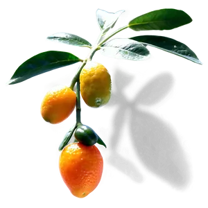 Sunlit Kumquat PNG 92