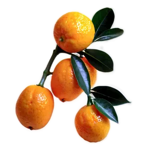 Sunlit Kumquat PNG 97