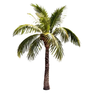 Sunlit Palm Trees PNG Mnx63