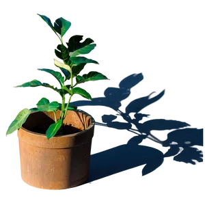 Sunlit Plant Shadow Image Png 3 PNG image