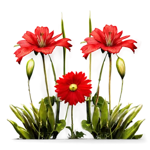 Sunlit Red Flowers Field PNG 55 PNG