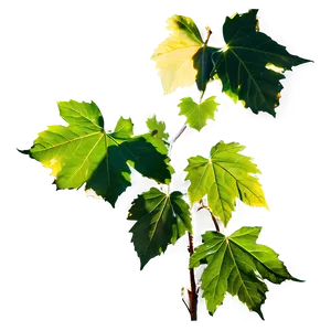 Sunlit Vine Leaves Png 05042024 PNG image