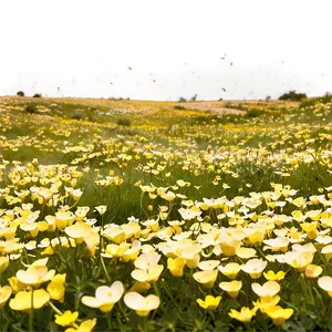 Sunny Buttercup Field PNG Auw PNG