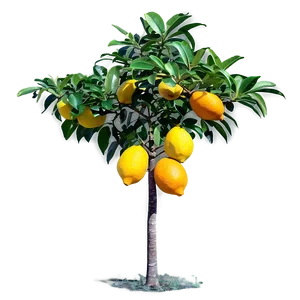 "sunny Citrus Tree PNG" Ibk10 PNG