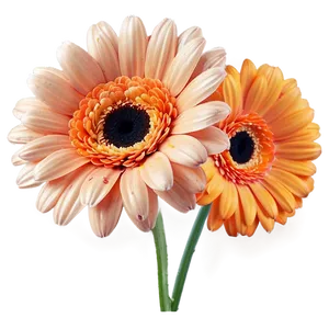 Sunny Orange Gerbera Png 06122024 PNG image