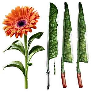 Sunny Orange Gerbera PNG Qno PNG