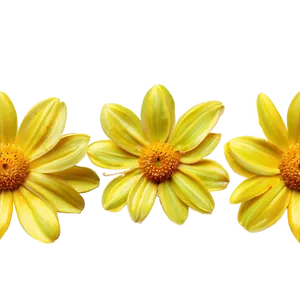 Sunny Yellow Flowers Png Ojc80 PNG image