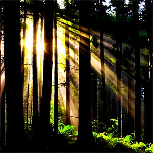 Sunrays In A Dark Forest Png Grv PNG image