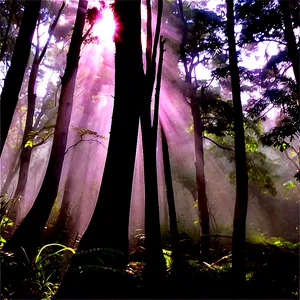 Sunrays In Misty Forest Png 47 PNG image