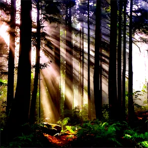 Sunrays In Misty Forest Png Cnb PNG image