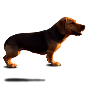 Sunset Dog Walk PNG 30