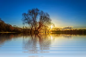 Sunset Reflections Lake Tree