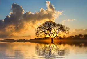Sunset Silhouette Tree Reflection