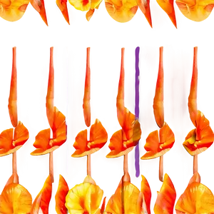 Sunshine Orange Petal Png Mdc55 PNG image