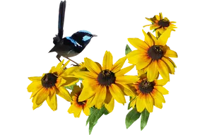 Superb_ Fairywren_on_ Yellow_ Flowers PNG