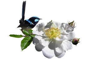 Superb Fairywrenon White Flower