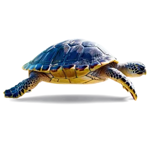 Surfing Sea Turtle Cartoon PNG 65 PNG