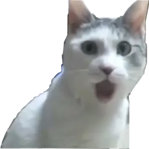 Surprised Cat Meme PNG image