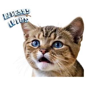 Surprised Cat Meme PNG 62