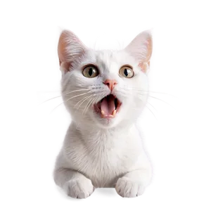 Surprised Cat Meme Png Ttl PNG image