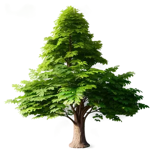 Sustainable Tree Elevation PNG 47