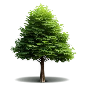 Sustainable Tree Elevation PNG 78