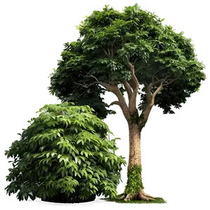 Sustainable Tree Elevation PNG 92