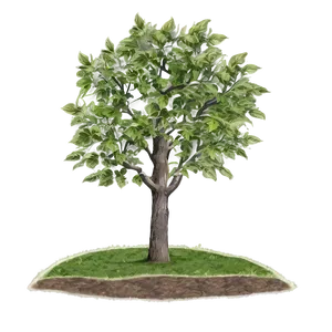 Sustainable Tree Elevation PNG Wao83 PNG