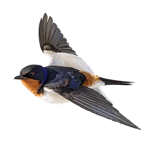 Swallow Bird Migration PNG 76
