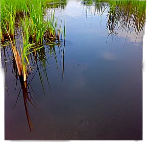 Swamp Reflections Water Png 26 PNG image