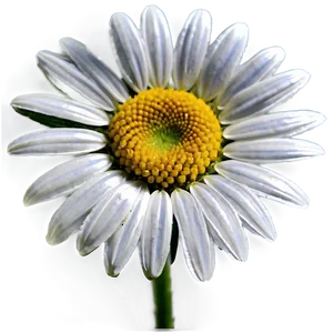 Sweet Daisy Graphic Png Wro61 PNG image