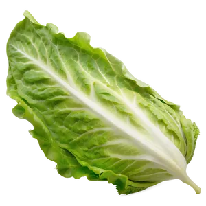 Sweet Lettuce Png Vxt86 PNG image