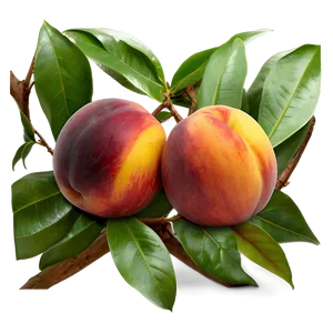 Sweet Nectarine PNG 05232024