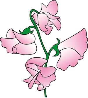 Sweet Pea Flowers Illustration PNG image