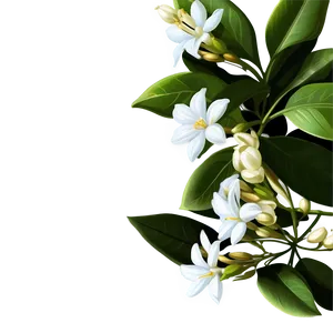 Sweet-scented Jasmine PNG 82