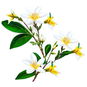 Sweet-scented Jasmine PNG Sqb PNG