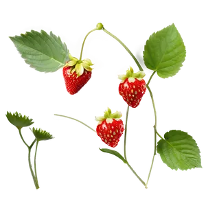 Sweet Strawberry PNG Sjs27