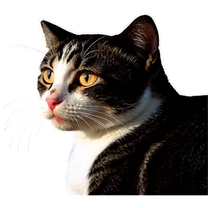 Sweetheart Cat PNG 18