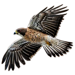 Swift Flying Falcon PNG 19 PNG