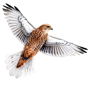 Swift Flying Falcon PNG 59 PNG