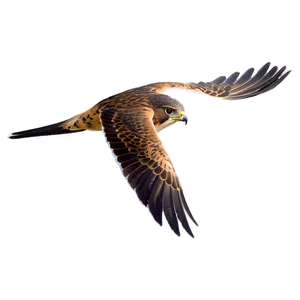Swift Flying Falcon PNG 71 PNG