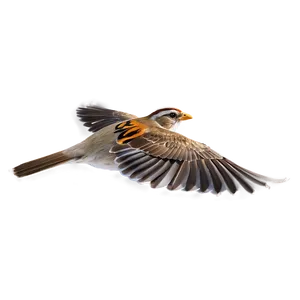 Swift Sparrow Flying PNG 06122024