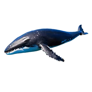 Swimming Humpback Whale Side View Png 52 PNG image