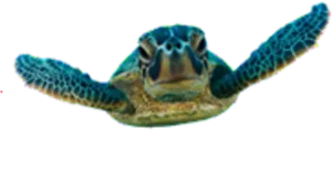 Swimming Sea Turtle Blurry Background PNG image