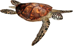 Swimming Sea Turtle Isolated PNG image