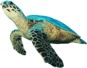 Swimming Sea Turtle Transparent Background PNG image