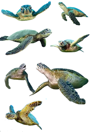 Swimming Sea Turtles Collection PNG image