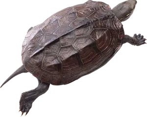 Swimming Turtle Isolatedon Black PNG image