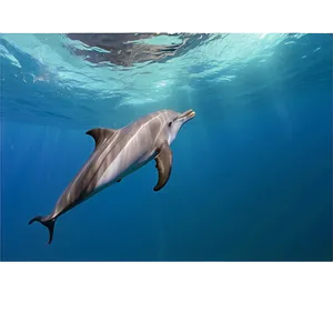 Swimming With Dolphins Experience Png 3 PNG image